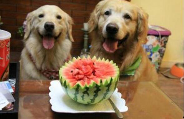 狗狗可以吃老瓜吗,营养与安全的探讨