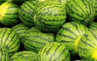 大瓜吃西瓜,揭秘夏日消暑新潮流