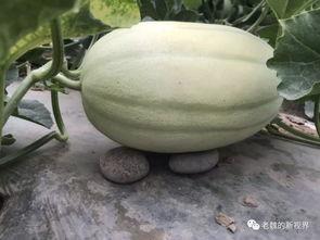 黄台吃瓜,揭秘娱乐圈的幕后故事