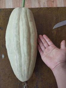 捕瓜叶可以吃吗,揭秘其食用价值与烹饪技巧