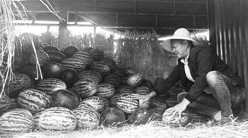 岛城吃瓜群众事件,一场网络舆论的风暴与反思