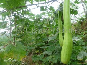 砍瓜冬天怎么吃,探索砍瓜的多样食用方法