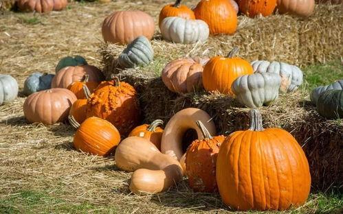 第一单吃瓜群众,揭秘第一单吃瓜群众背后的故事