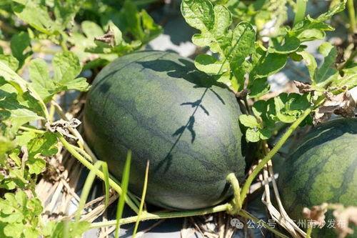 周公解梦瓜田里搞瓜吃瓜,瓜田里搞瓜吃瓜的寓意与启示