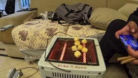 冬天烤火吃瓜,甜蜜烤瓜时光