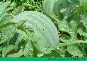 早上吃蓝瓜好吗,蓝瓜，营养早餐的佳品