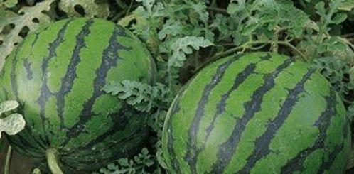 有瓜吃么,揭秘“有瓜吃么”背后的甜蜜生活